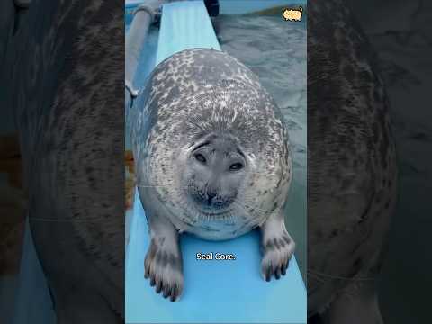 Seal core.🦭🦭