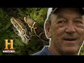 Challenges and Strategies in Python Hunting