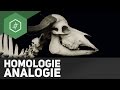 homologie-analogie/