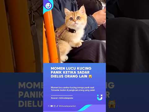 Kucing Panik Ketika Sadar Dielus Orang Lain, Si Meong Salah Mama #kucinglucu #catlove #cat #viral