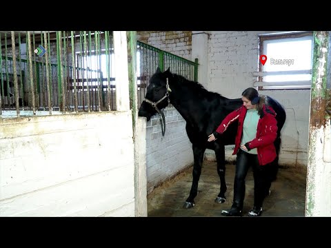Капитальный ремонт  школы по конному спорту