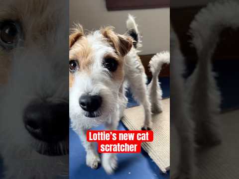 Lottie is a strange little creature, but she loves this thing #jackrussellterrier #cutedog #dogs