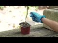 Plant Growth Experiment Assessment