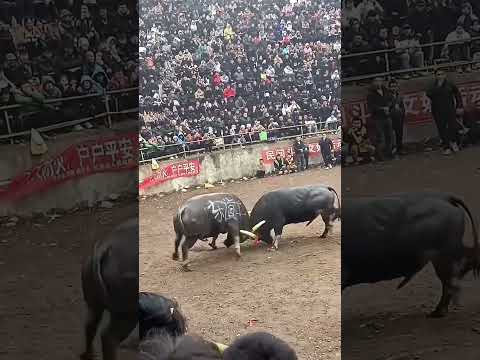 Bullfighting enthusiasts are always prosperous  95