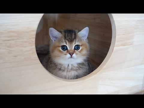 Cute kitten that peeks out of its hole when its owner approaches...