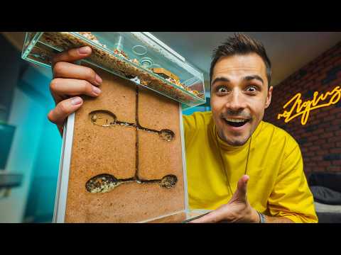 MRÓWKI WRÓCIŁY! 🐜 *gdzie są mrówki reZiego?!*