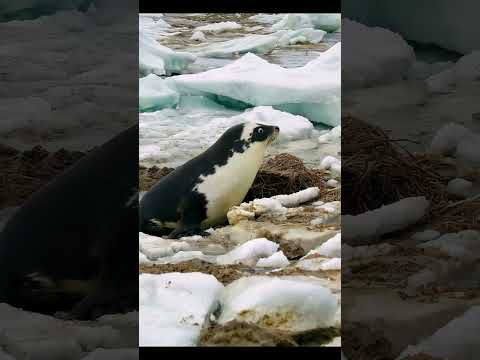 Oh No! Bulldozer Attacks Seal’s Home! 🦭🏠 | Funny Wildlife Moment