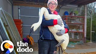 Rescuer Faces Her Biggest Challenge Yet Saving A Very Rare Trumpeter Swan | The Dodo