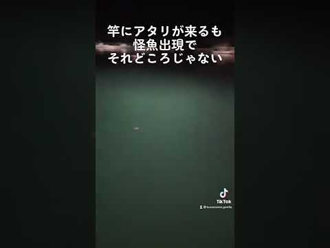 【怪魚出現】誰もいない夜の漁港で起こったホラー映像。