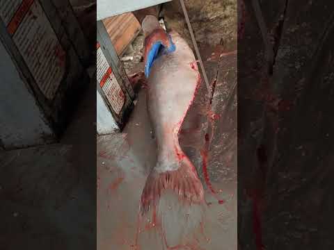 Amazing Fish Cutting Skills l Big Pangas Fish Cutting Video In Fish Market#shortvideo
