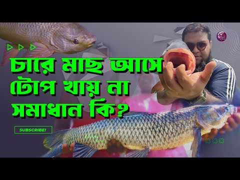 চারে মাছ আসে টোপ খায় না #primitivefishingbyakib