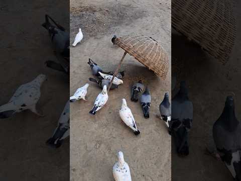 Kabutar ko pakdne ka sahi tarika 😱🕊👌 #pigeon #birds #shortsfeed #ytshort #viralvideo #pigeonlover002