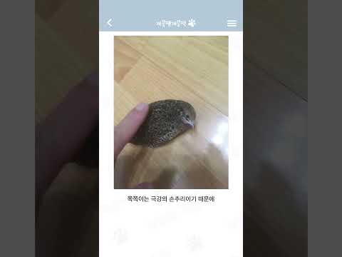 우리집 미니메추리 보구가~