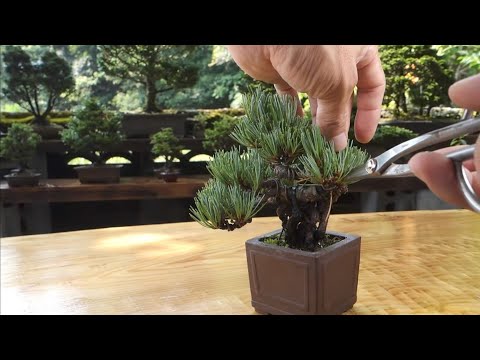 五葉松（接ぎ木素材）の古葉取り  ♯652
