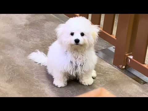 ビションフリーゼの仔犬がハーネスをガジガジ！那須どうぶつ王国の癒し映像 サムネイル