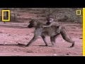 Baboons and Word Recognition Study
