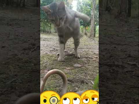 Duel maut!! kucing vs ular cobra
