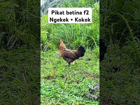 Pikat betina F2 #pikatayamhutan