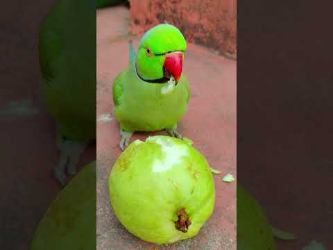 amazing talking parrot eating fruit 🍓 #talkingparot #petbird #eatingfruit #eatingguava #eatingshow