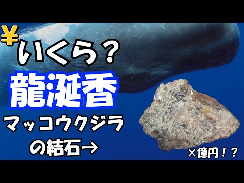 龍涎香っていくら？