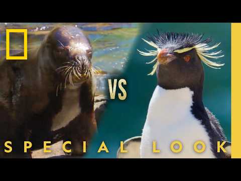 Sea Lion vs. Penguin | Who will win? | Secrets of the Penguins | National Geographic