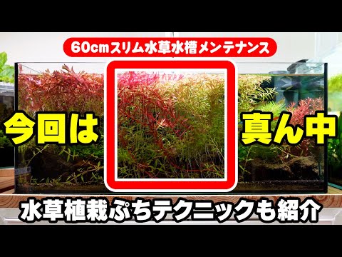 【60cmスリム水草水槽】メンテナンスの続き、衝撃の長過ぎる水草、そして植栽テクニック【ビバアクア】 #アクアリウム #熱帯魚