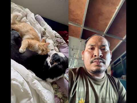 #cat #cute #love #puppy #kitten #dog #foryou #duet