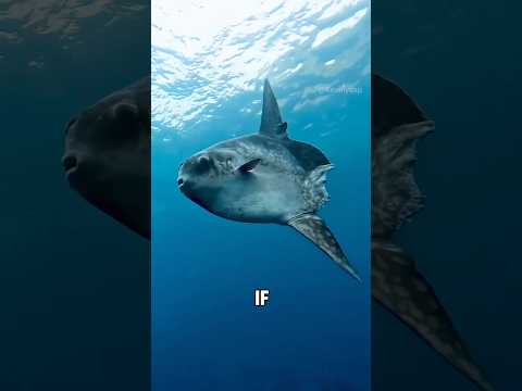 “Nature’s amazing design”#foryou #shorts #animals #usa #fyp #youtubeshorts