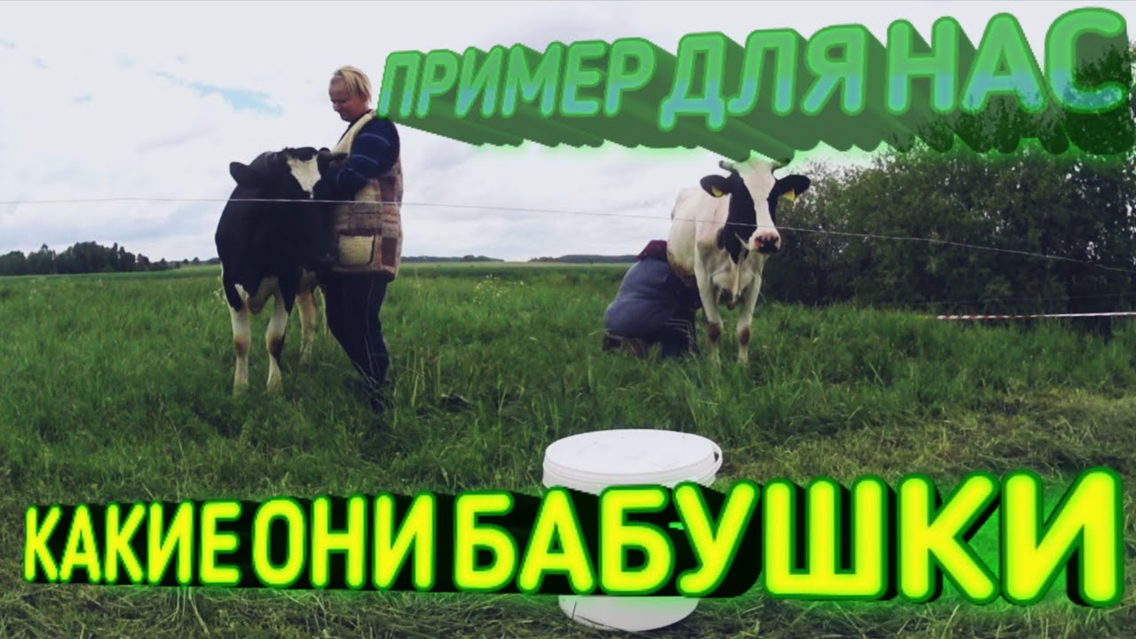 Деревенские коровы как коты ласковый май