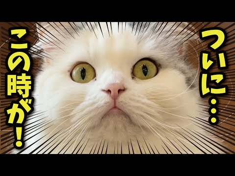 チャンネル開設以来ついにこの時がやってきました…！！！！！【関西弁でしゃべる猫】【猫アテレコ】