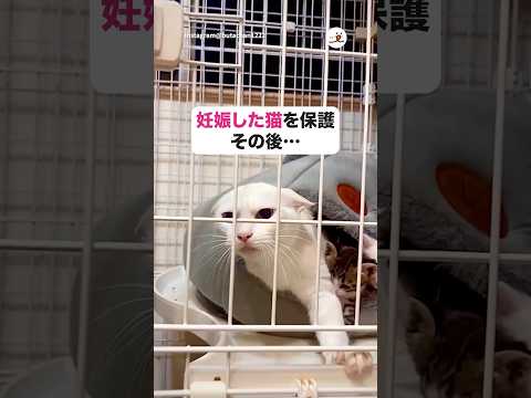 猫の動画サムネイル - 【保護猫】出産後、子育て頑張ってるママ🎀｜PECO