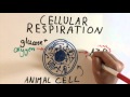 Exploring Photosynthesis and Cell Respiration