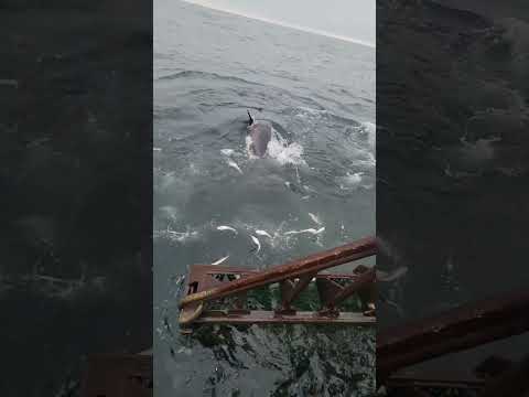 LARGEST TUNA FEEDING FRENZY CAUGHT ON CAMERA