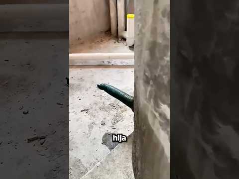 Mi Papá Llenó Todo De Chocolate 🤩