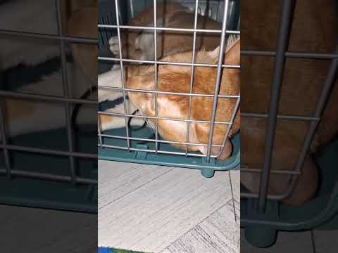 शेर पिजड़े मे बंद  है #hindisong #लाइफ #स्टाइल #cat #love #cuteanimal 🤩😍