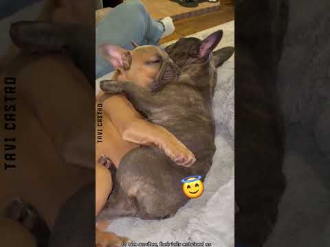 Cute Animals Asleep😂