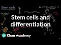Human Development and Stem Cells