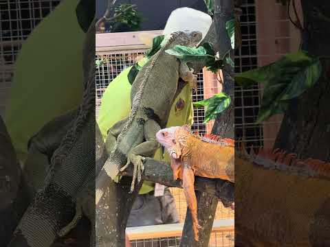 #iguana