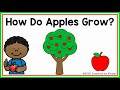 Life Cycle of an Apple Tree