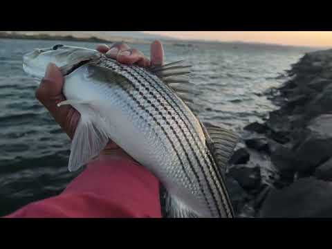 TOP 3 EARLY JUNE BAITS let's go fishing 🎣💯