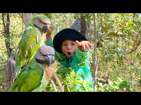 How To Play With Beauty Parrots. #birds #drama #dramamovie #funny #nature #forest #video