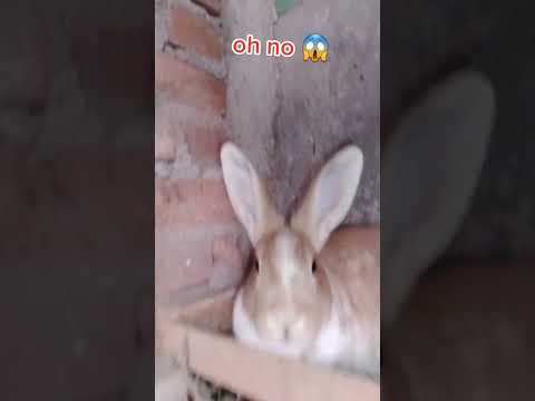 El interior de la madriguera de mis conejitos