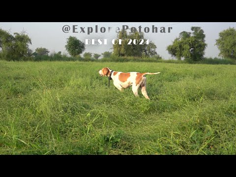 Quail Hunting with Net & Dog | Batair ka Shikar | Common Quail Hunting | #huntingshorts  #quail