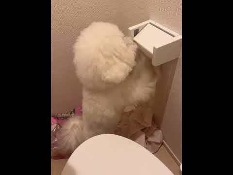 Bichon Frise Dog Shreds Toilet Paper And Gets Caught Looking Guilty