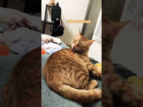 一個認真整理儀容一個認真睡💤 #cat #貓咪日常 #cute #cutecat