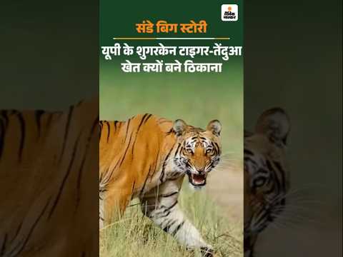 UP में गन्ने के खेतों को बाघ-तेंदुओं ने बनाया घर; एक्सपर्ट बोले- कोरोना में छोड़ दिया था जंगल