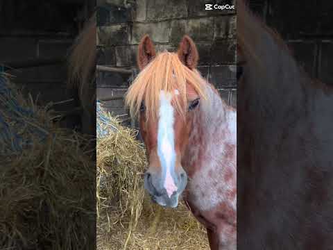 Woody!! #horse #equestrianjourney (Emily)