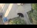 Bear Behavior and Movement Analysis