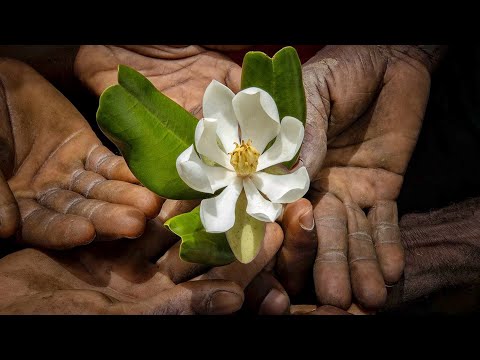 Investigador dominicano redescubre magnolia en Haití después de 97 años perdida para la ciencia