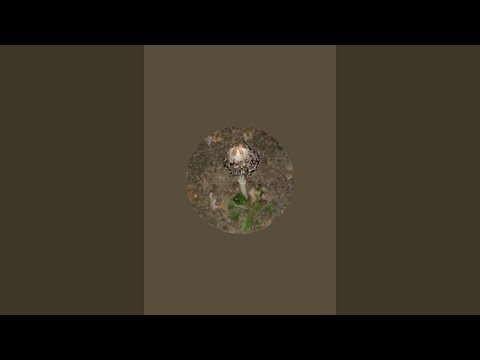 WildLife Wanda is live!